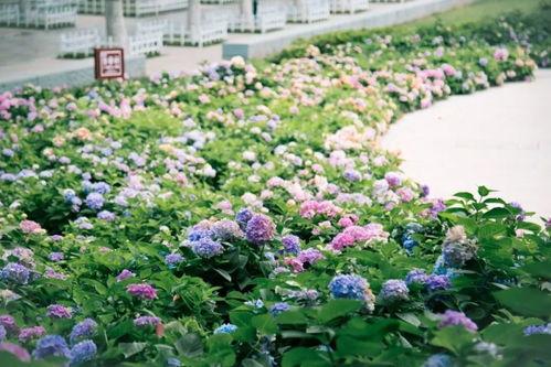 花开无尽夏,探寻夏日花海的无穷魅力